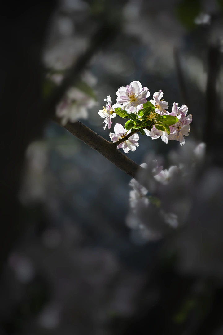 骄