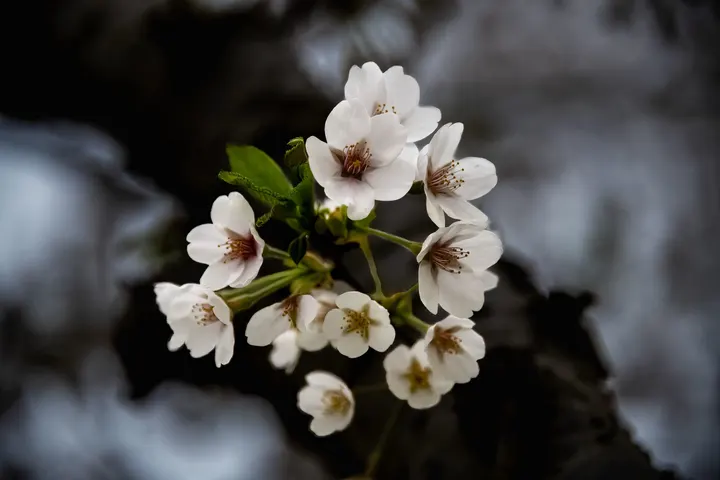 樱花