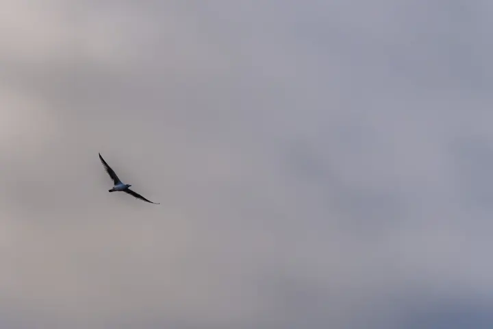 翔