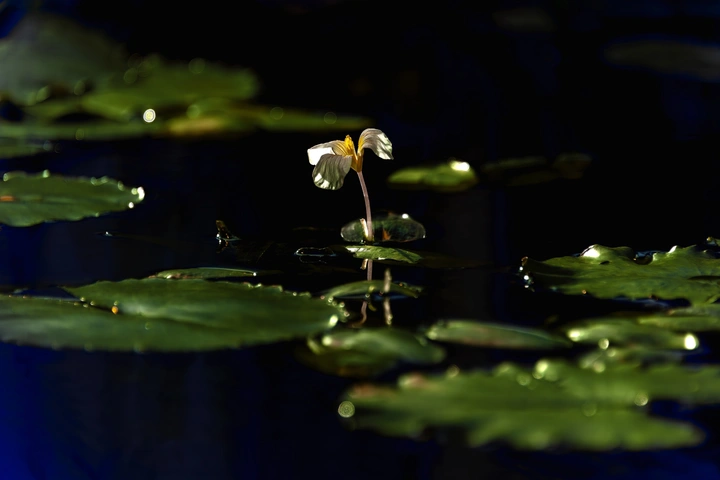 水性杨花