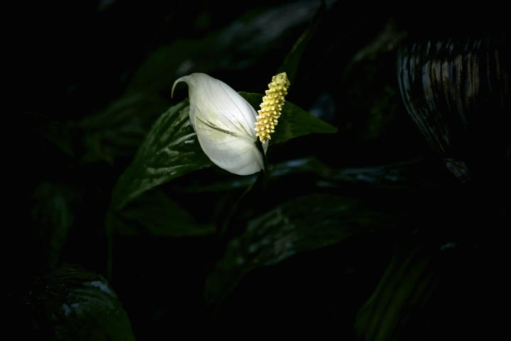 白鹤芋之美