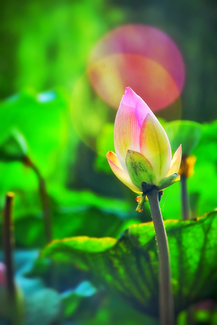 荷花