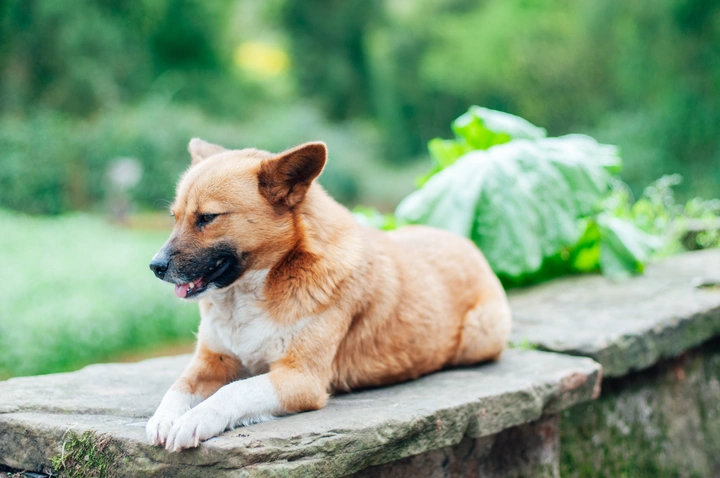 田园猫与犬