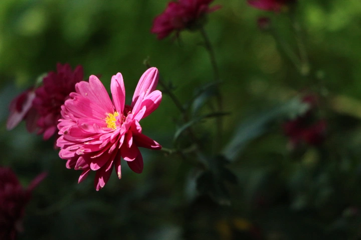 秋菊