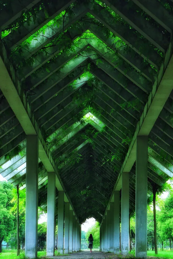 紫藤架下