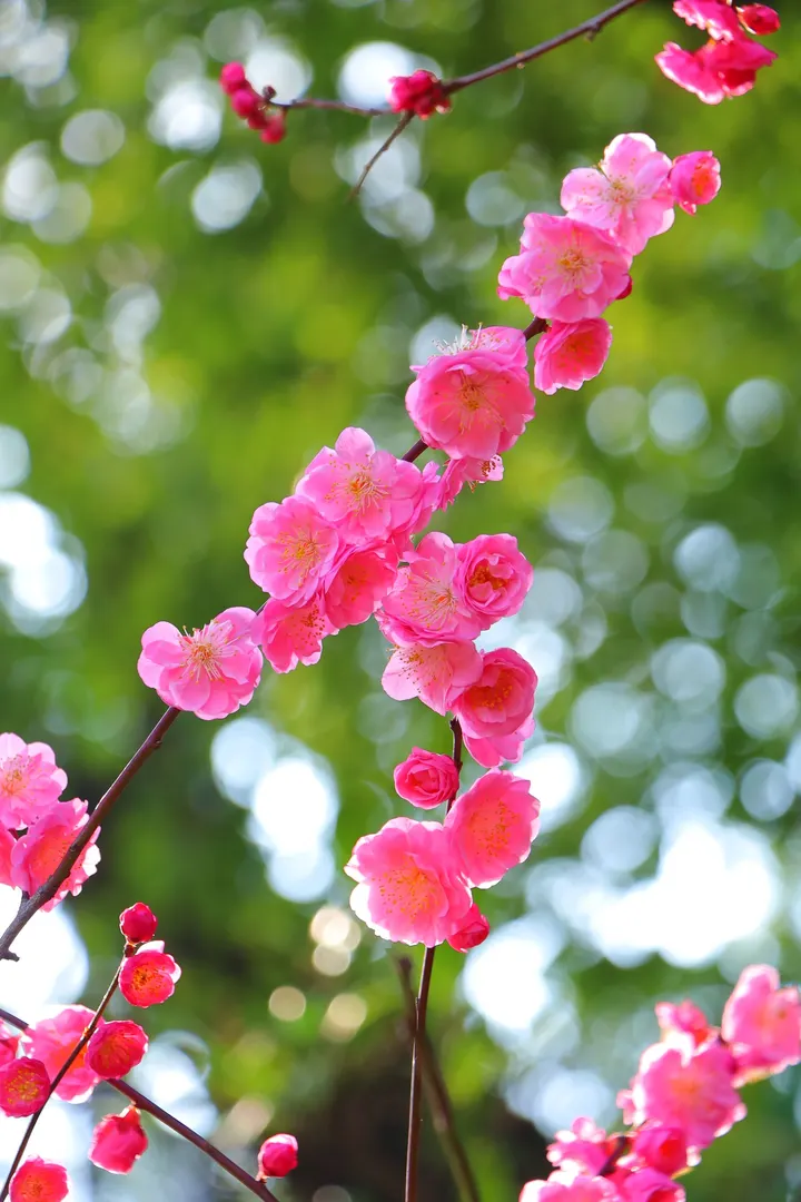 红梅花儿开