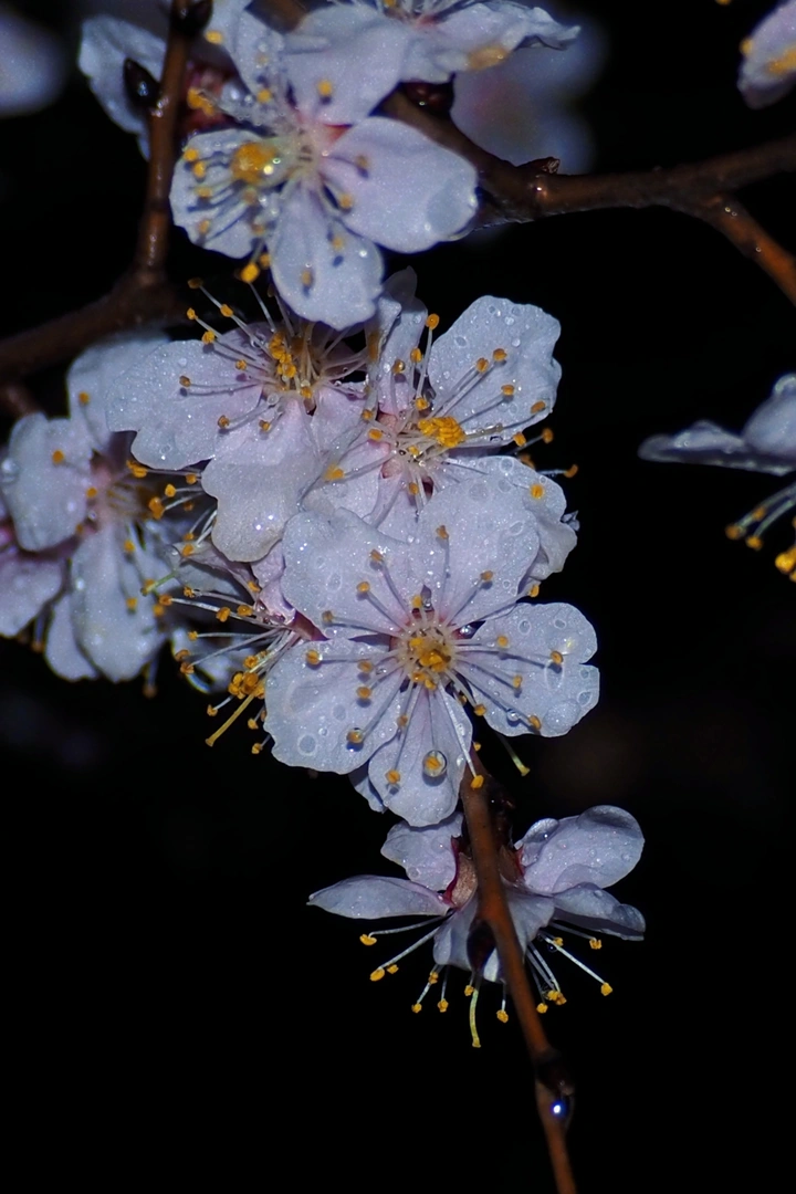 “世中逢人，雨中逢花”