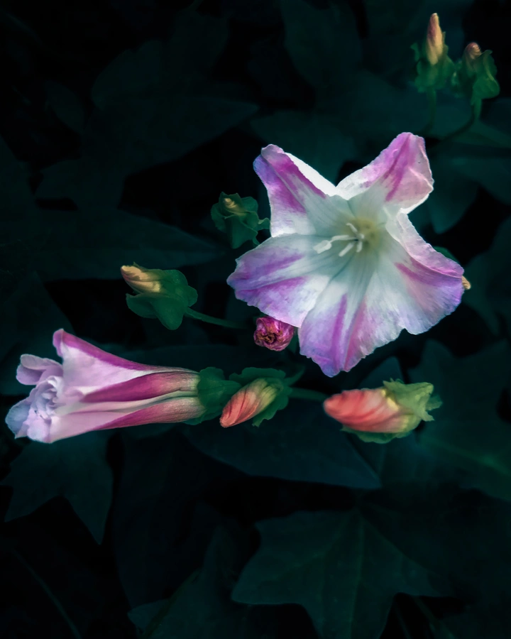 静待花开