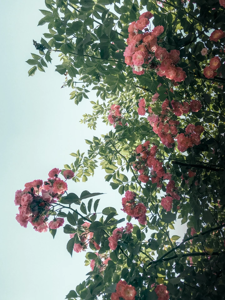 繁花