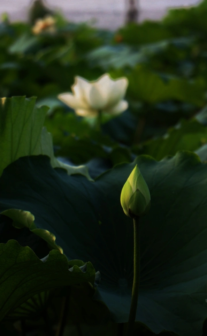 明湖雨荷