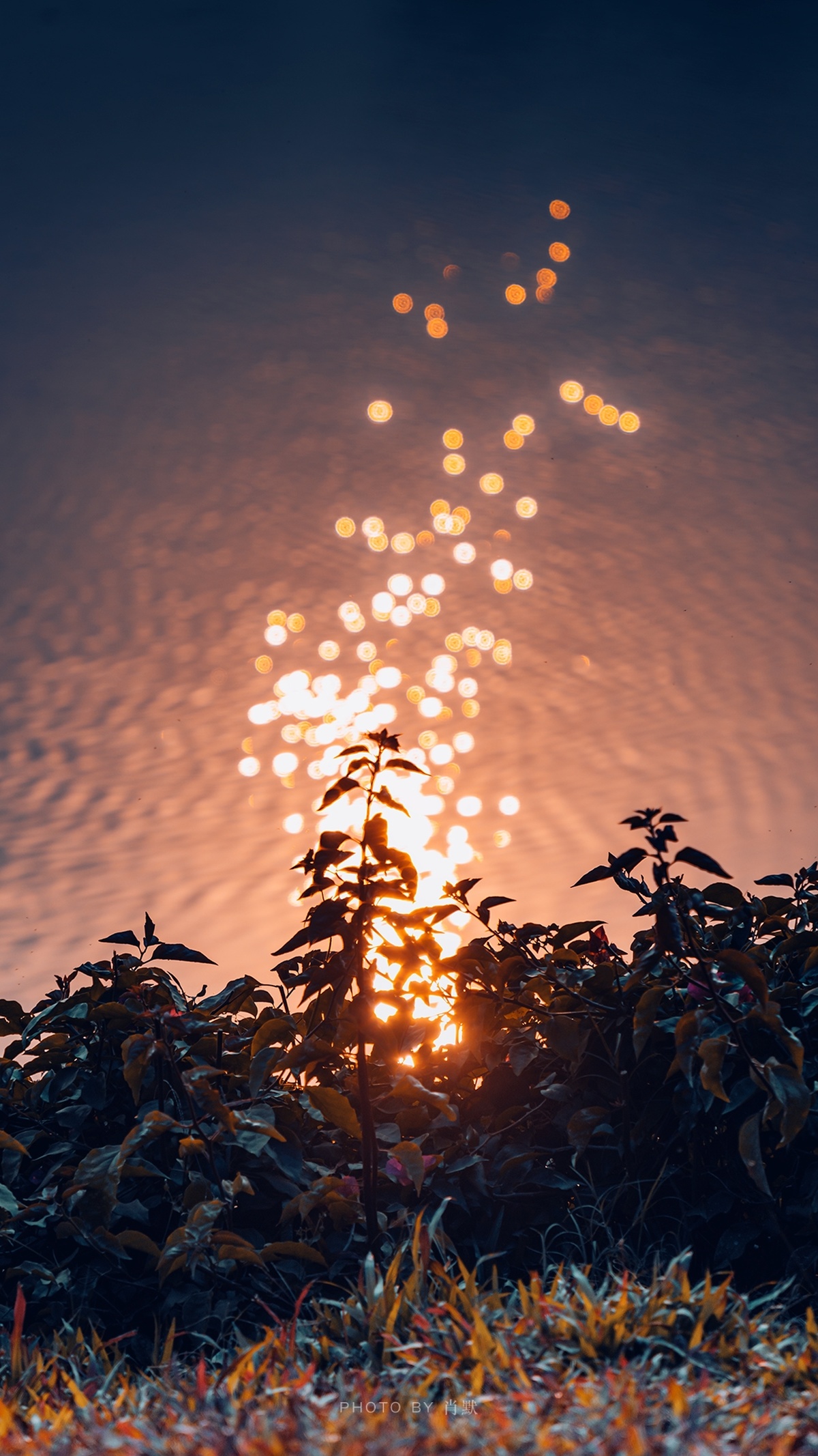 湖边的落日 阳光照耀在天空中 植物在水中的倒影