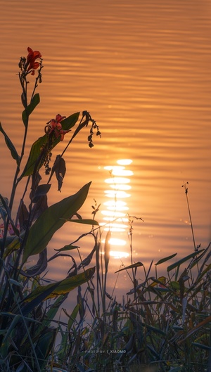 湖边的日出或日落 前景有草地和花