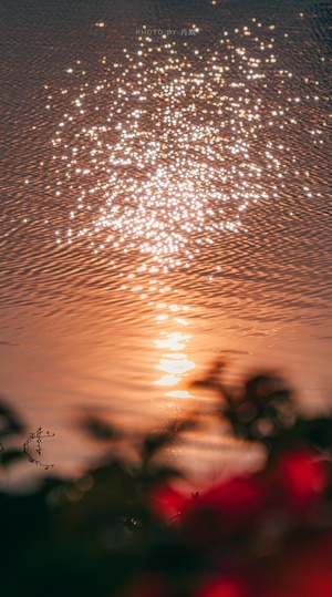 一个湖或水域 天空中有明亮的阳光 花朵在水面上反射。