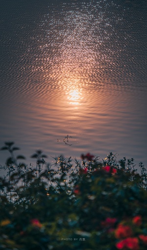 夕阳在水体中反射 前景有花。