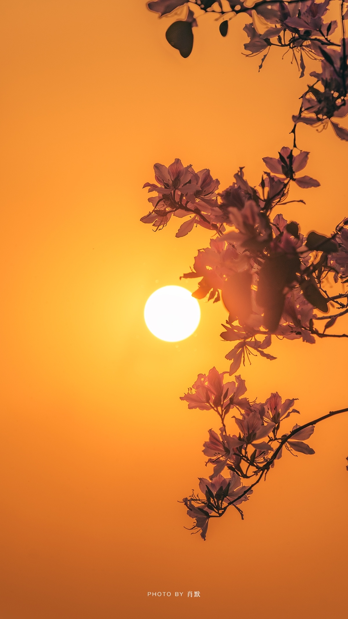 一棵开粉花的树 背景是落日