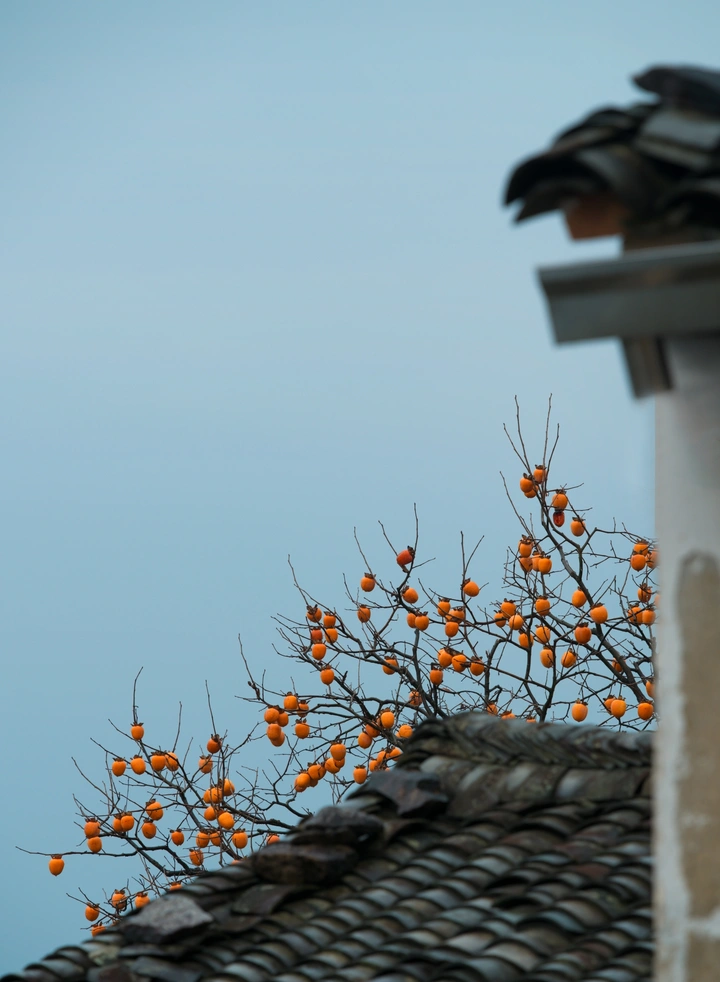 柿柿吉祥