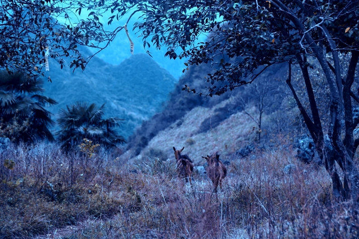 山中小羊