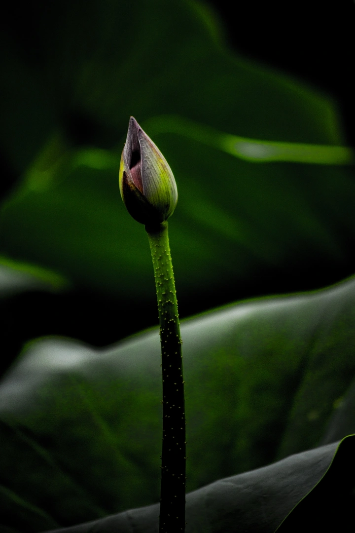 荷花