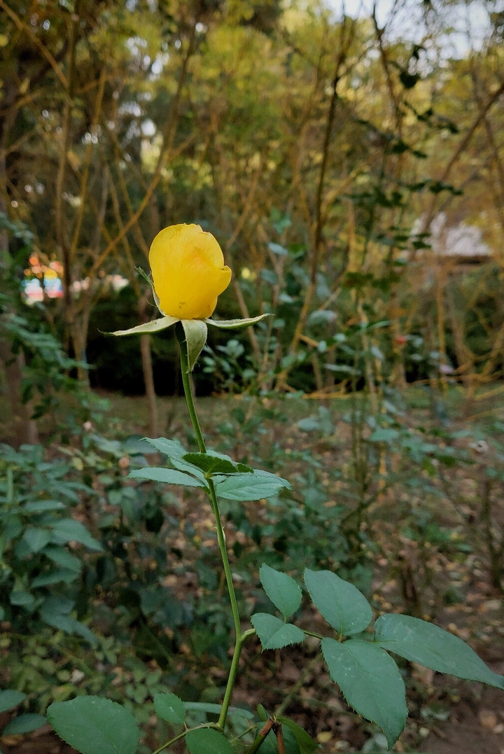 小花