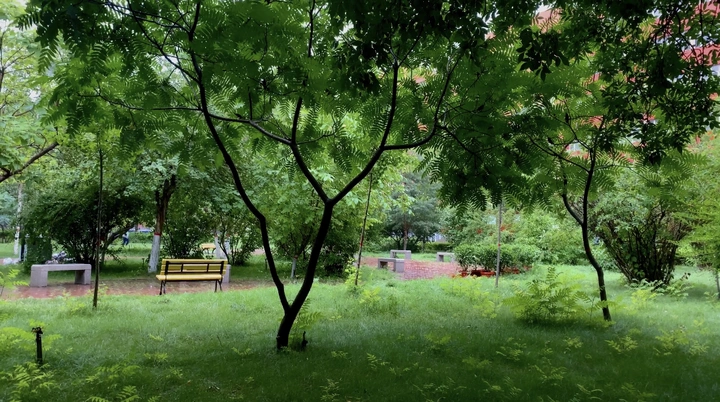 雨日