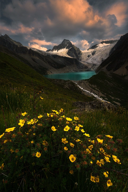 一片黄色的野花草地 背景是湖泊和山脉。