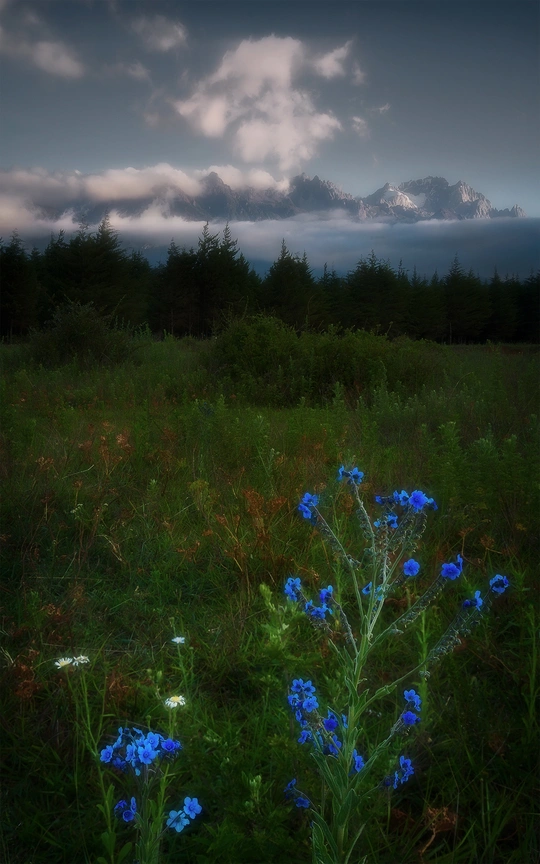 一片野花丛 背景是山脉 天空中云朵飘荡。