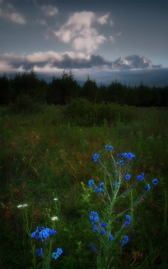 一片野花丛 背景是山脉 天空中云朵飘荡。
