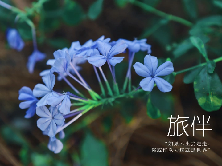 植物