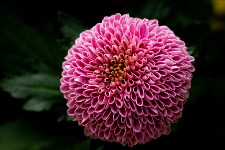 不是花中偏爱菊
此花开尽更无花