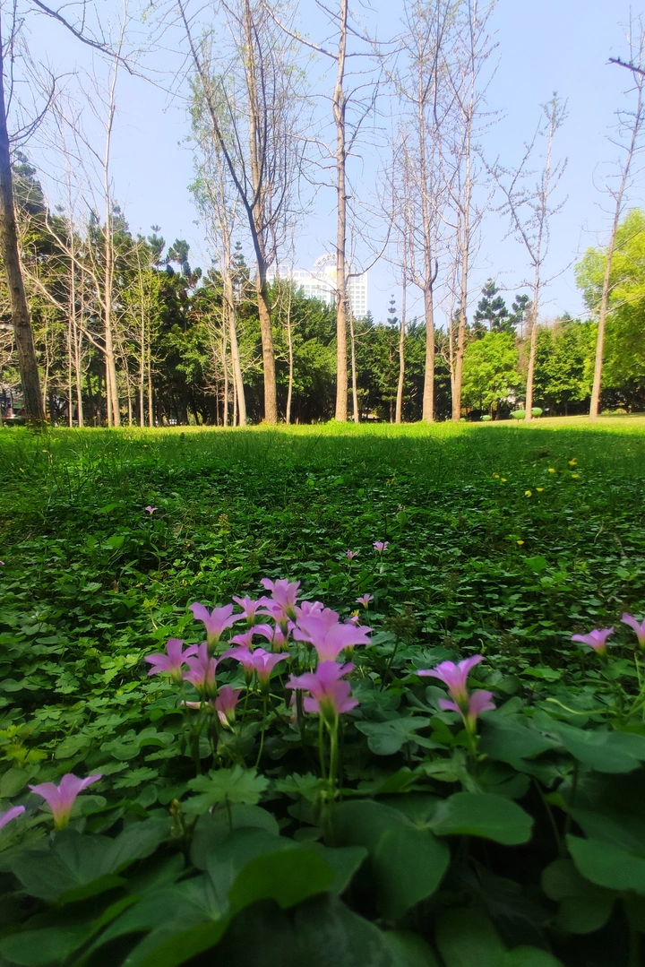 公园春意闹