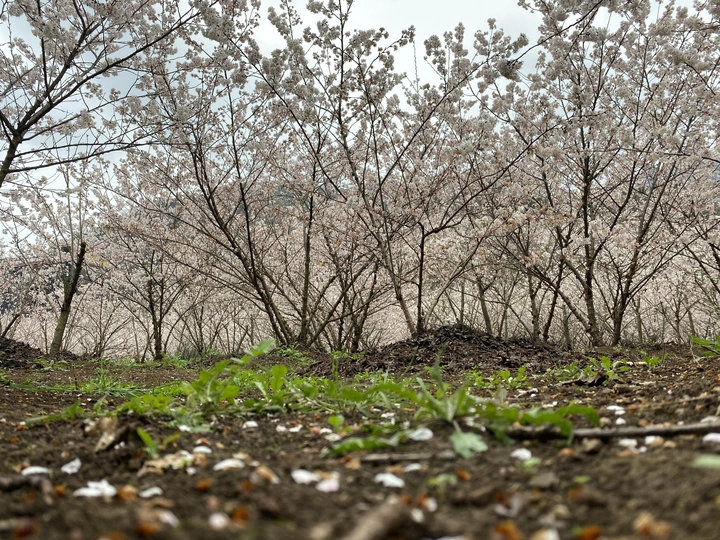 樱花盛开，动人心怀。