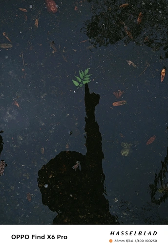 树影倒映在黑暗的水坑中 水坑中长着一片绿色的叶子。