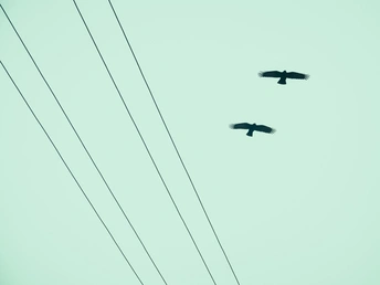几只黑鸟在天空中飞翔