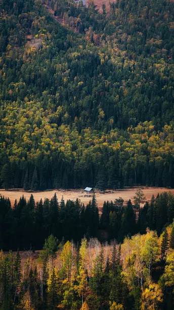 一座被树木环绕的小屋