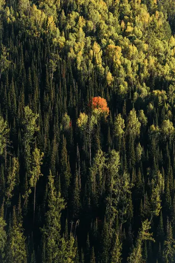 森林 aerial view 绿色树木