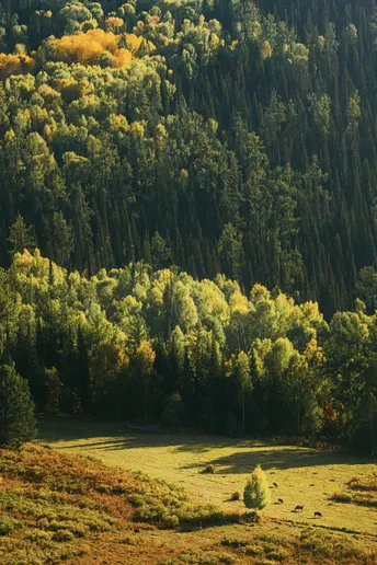 一片绿草如茵 有树木和山脉作为背景