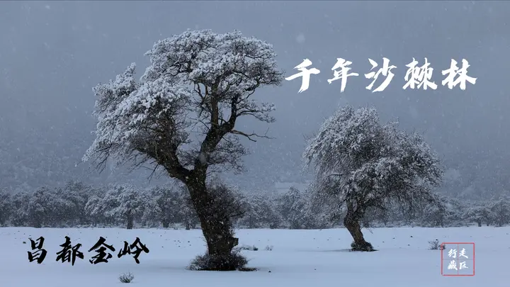 千年沙棘林