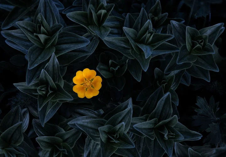 《幽影中的光》 / "Light in the Shadows"
