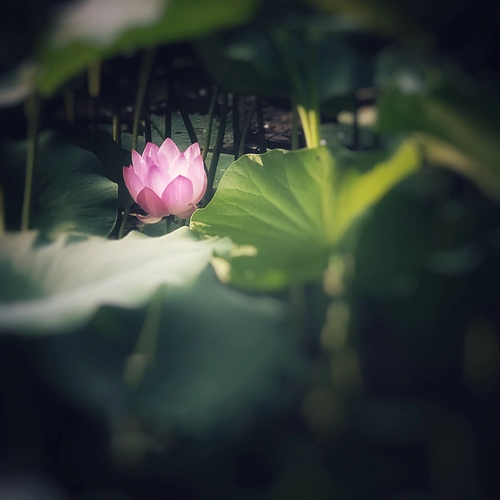 秋荷