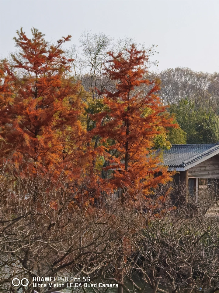 杉林小屋