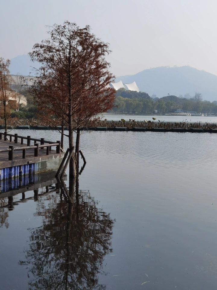冬日水杉