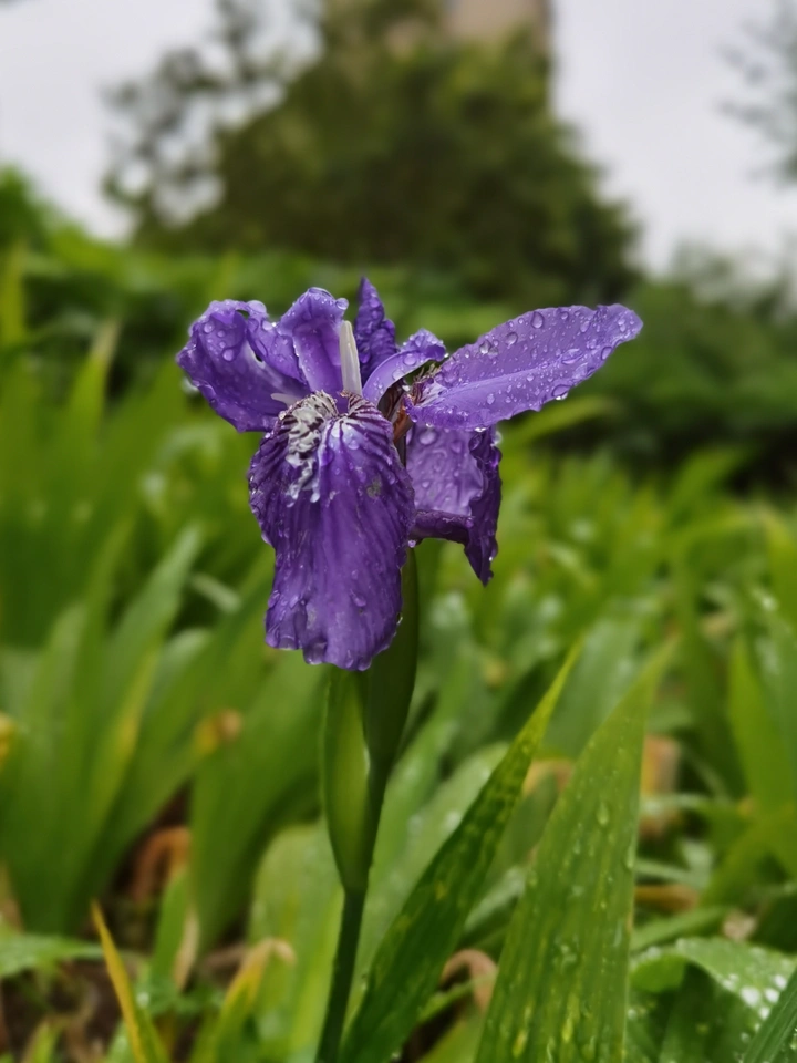 鸢尾