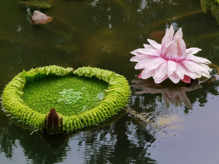 王莲
