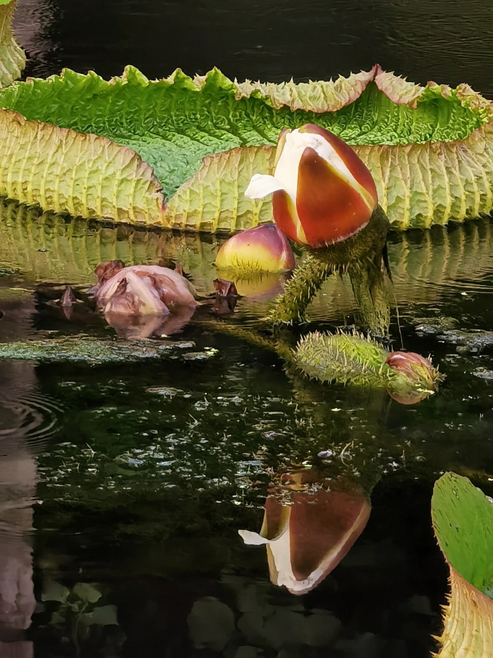 王莲