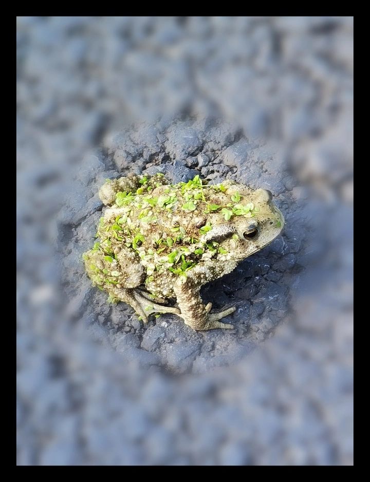 蟾蜍