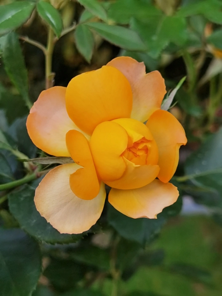 月季花