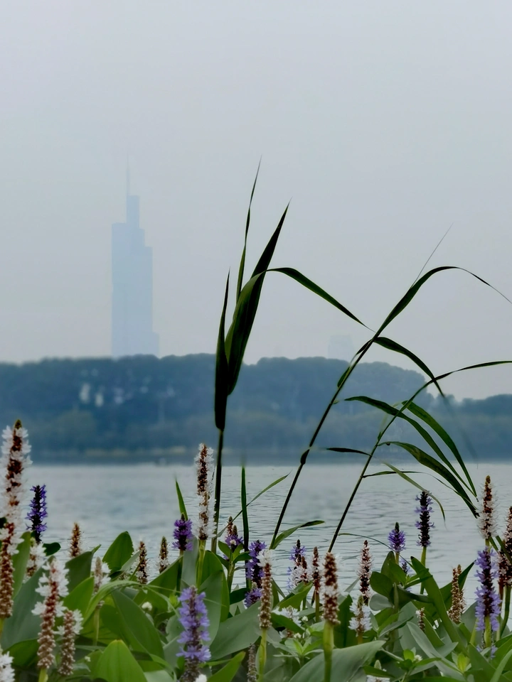玄武湖边