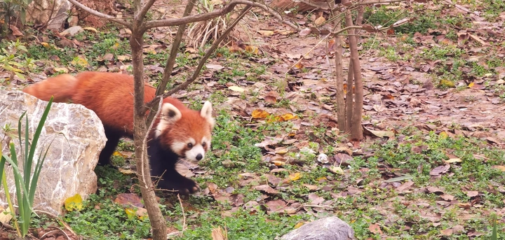 小熊猫