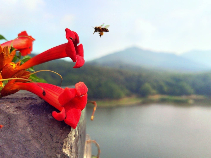 琵琶湖，明城墙，凌霄花，小蜜蜂
