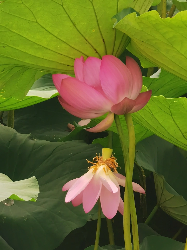 雨后荷花